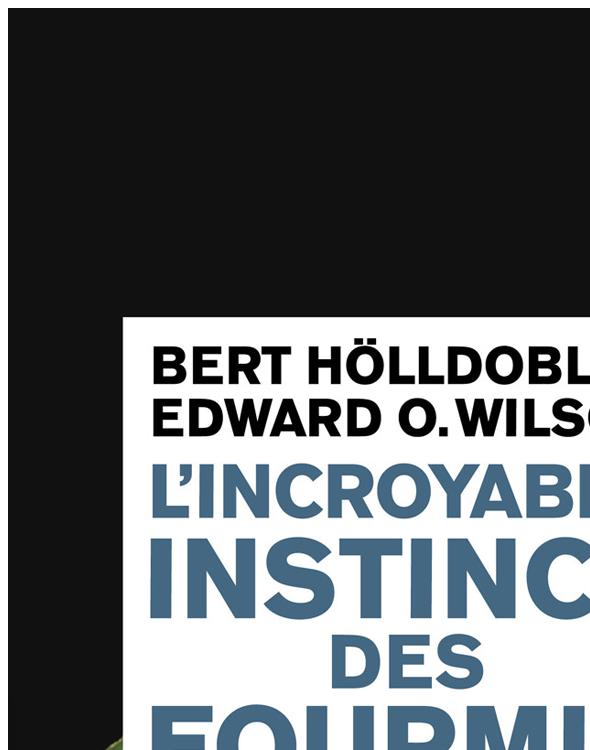 L'incroyable instinct des fourmis